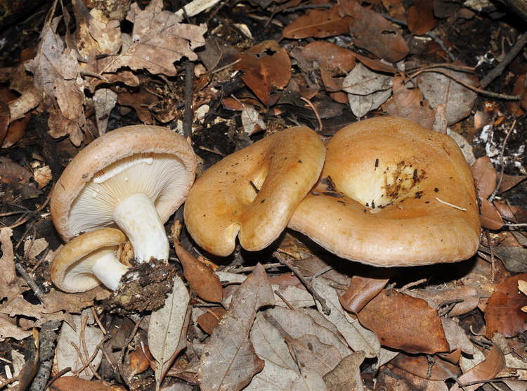 Lactarius sp.